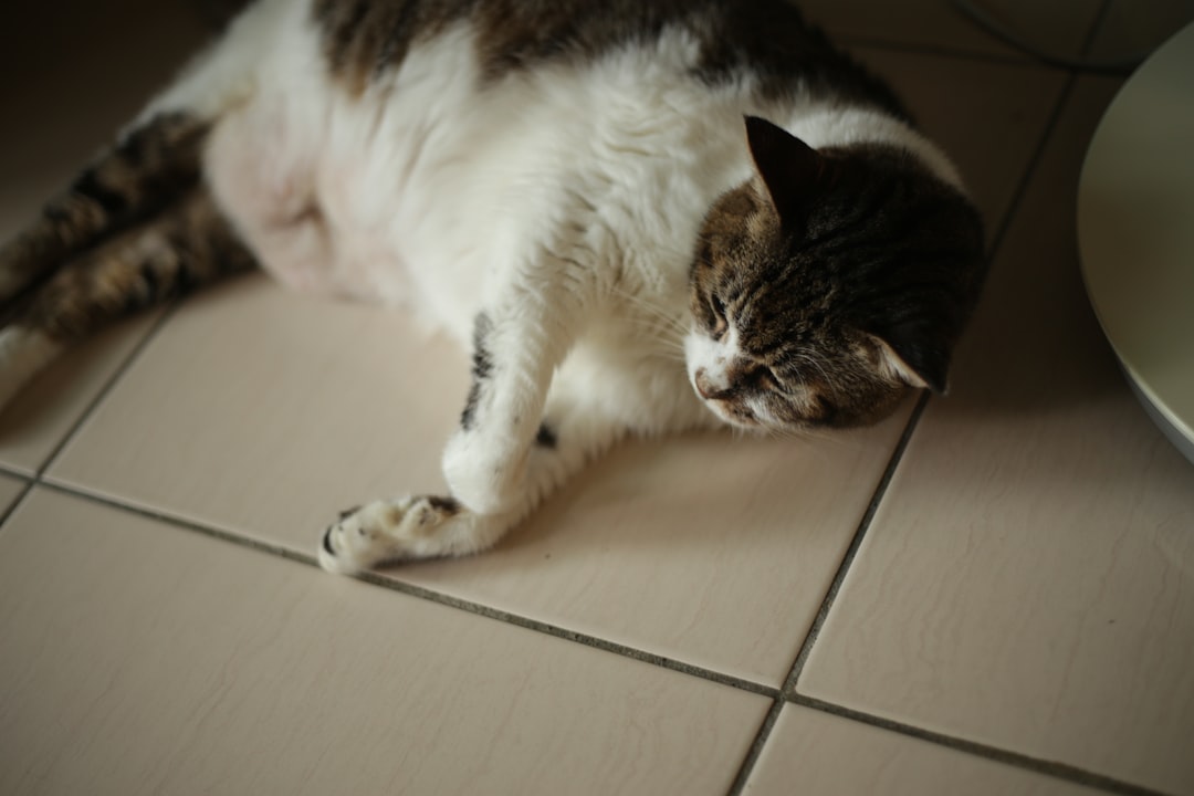 10 Wyszczuplających Trików Dla Puszystych