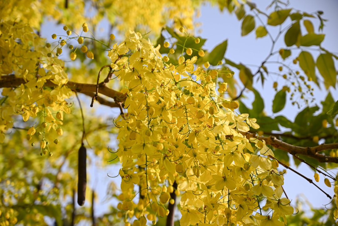 Złotokap: Tajemniczy skarb polskich lasów